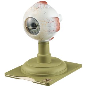 Eyeball - Separates Into 6 Parts