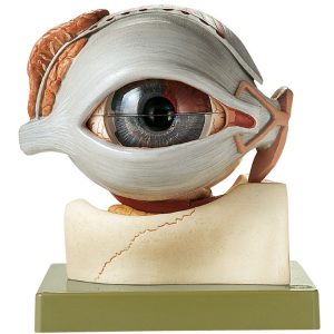 Eyeball - Separates Into 8 Parts