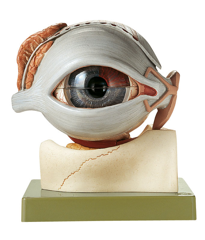 Eyeball – Separates Into 8 Parts