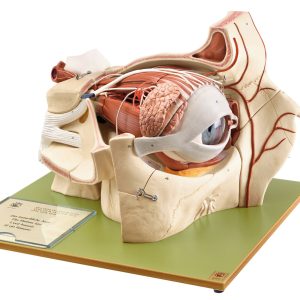 Topography of the Orbit