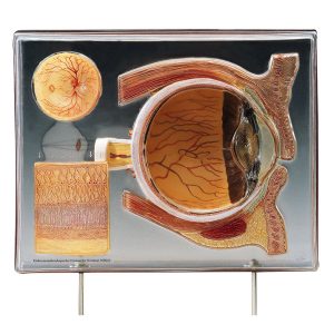 Display Case of the Human Eye