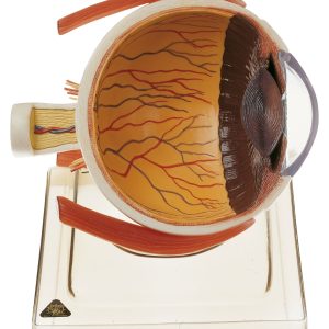 Right Half of the Human Eye on a Base