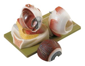 Eyeball - Separates Into 5 Parts