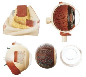 Eyeball - Separates Into 5 Parts