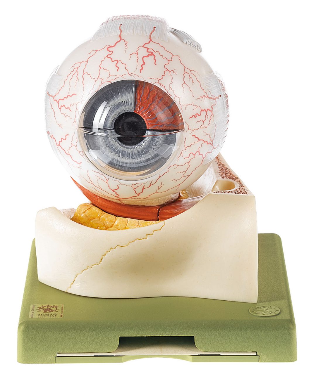Eyeball