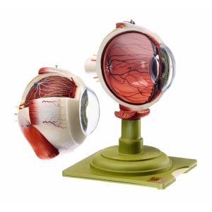 Eyeball