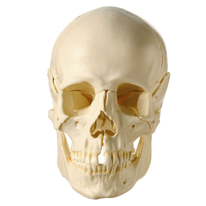 14-Part Model of the Skull