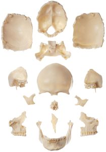 14-Part Model of the Skull