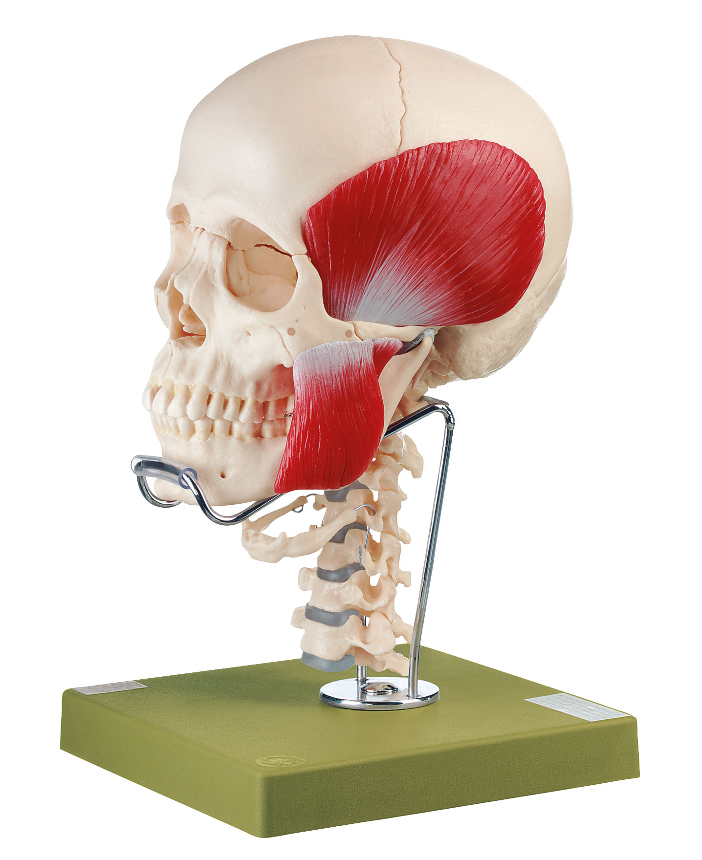 18 Part Skull + Muscles, Cervical Spine & Hyoid Bone