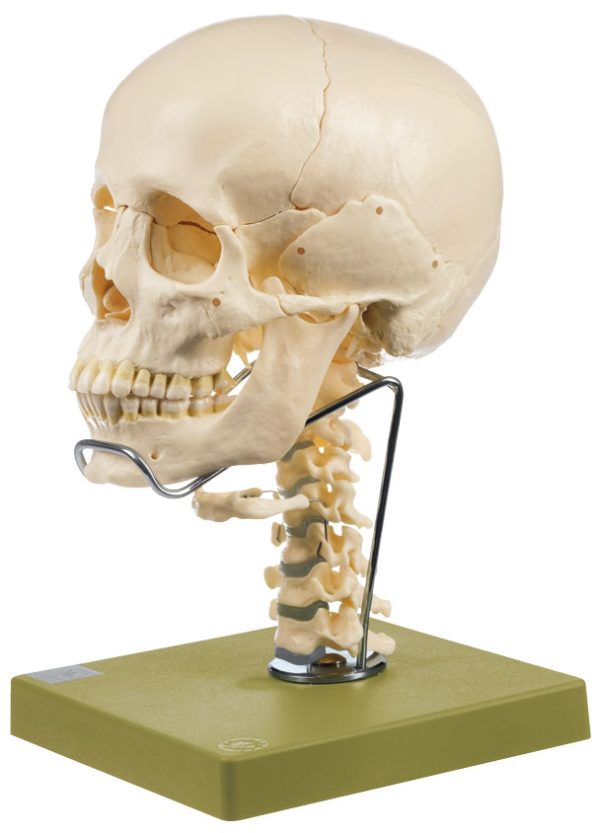 14 Part Model Of Skull + Cervical Spine & Hyoid Bone | Adam,Rouilly