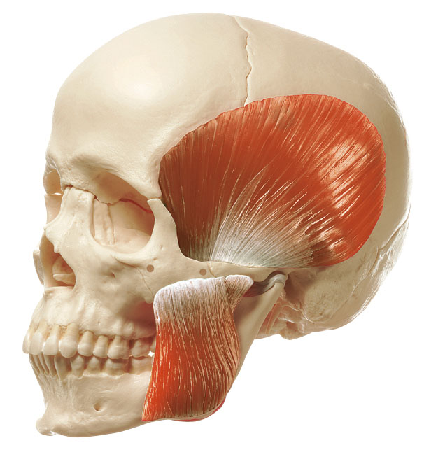 14 Part Model of Skull + Muscles of Mastication
