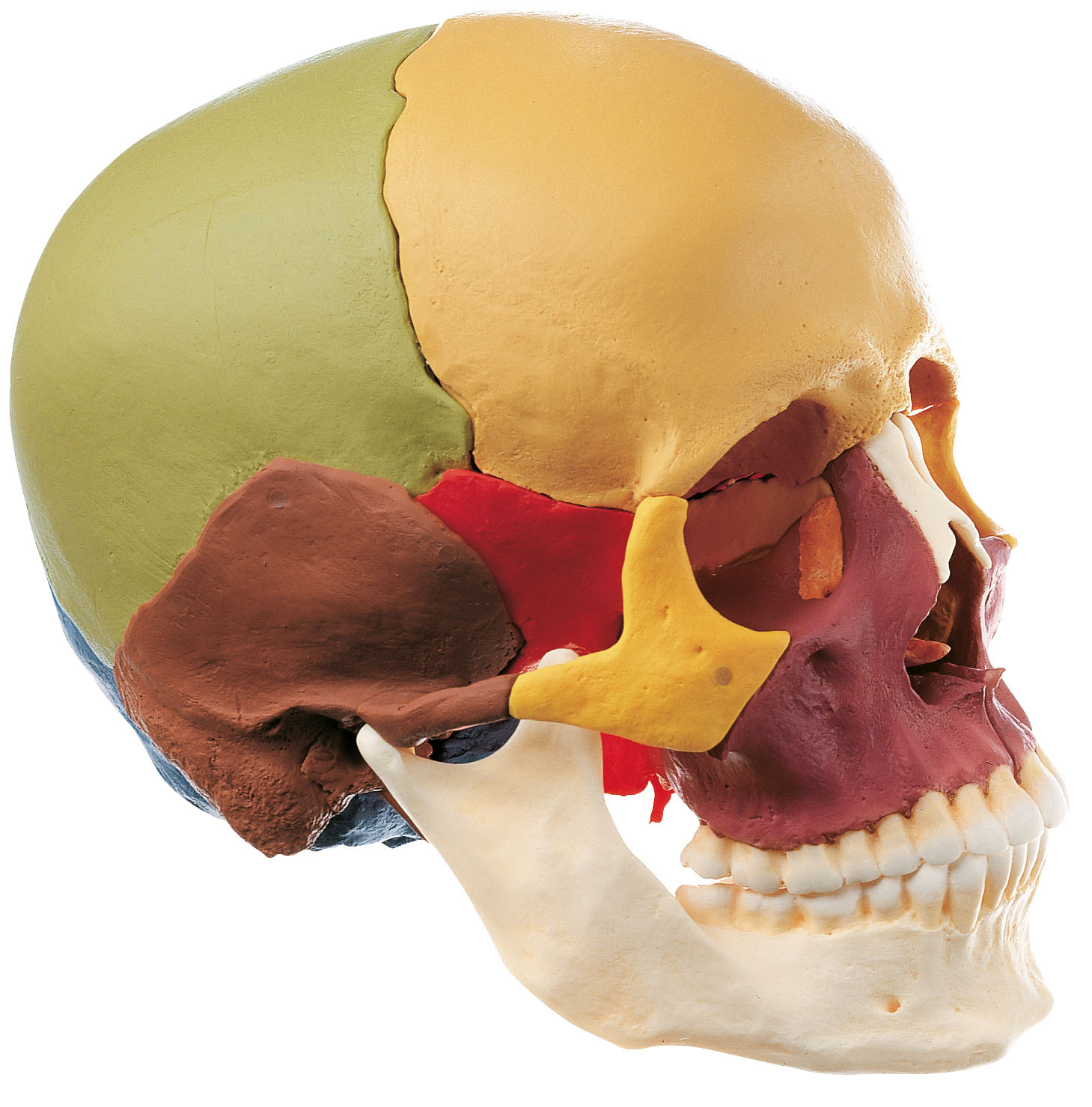 14 Part Coloured Skull