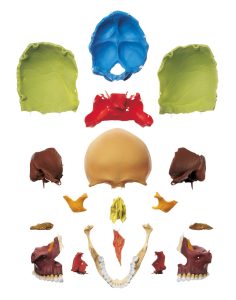 18 Part Coloured Skull