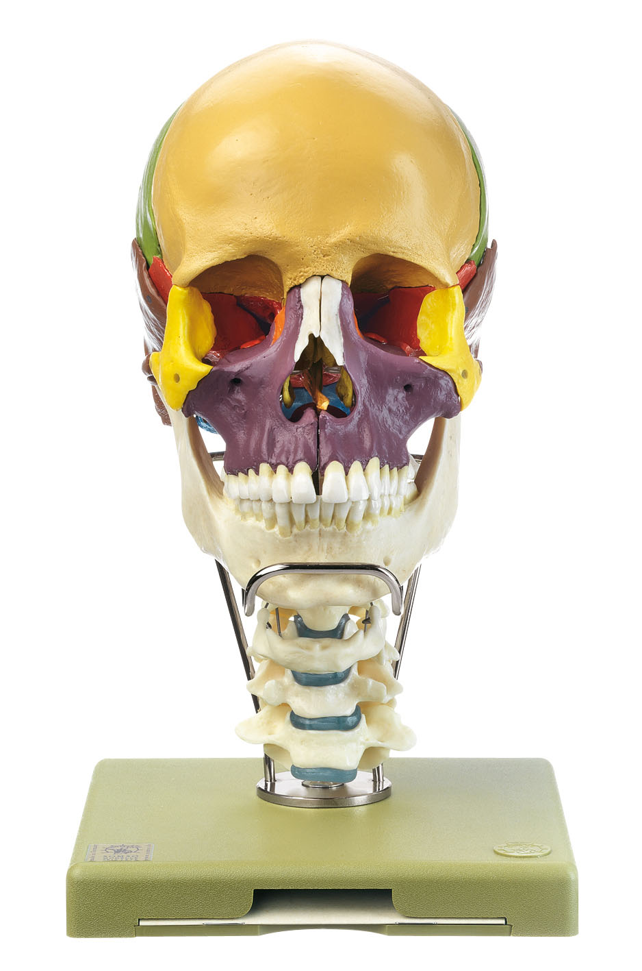 18 Part Coloured Skull + Cervical Spine & Hyoid Bone