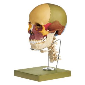 18 Part Coloured Skull + Cervical Spine & Hyoid Bone