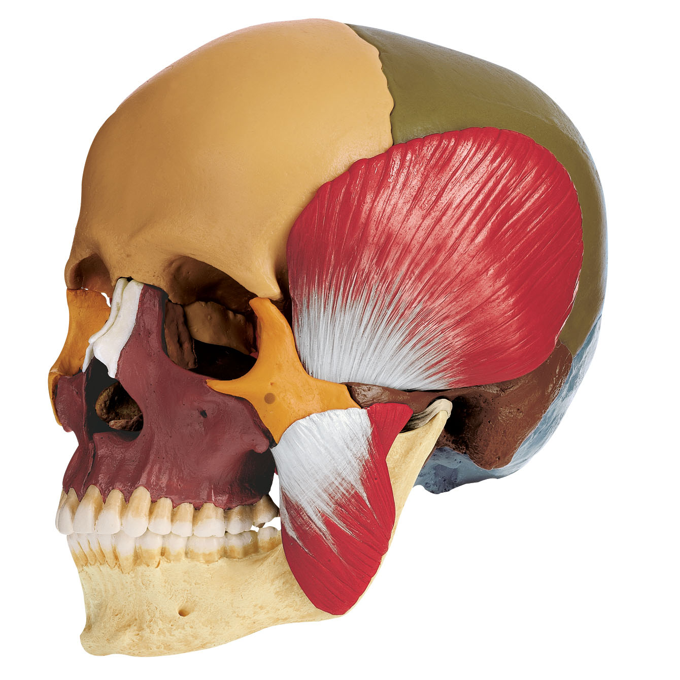 18 Part Coloured Skull + Muscles of Mastication