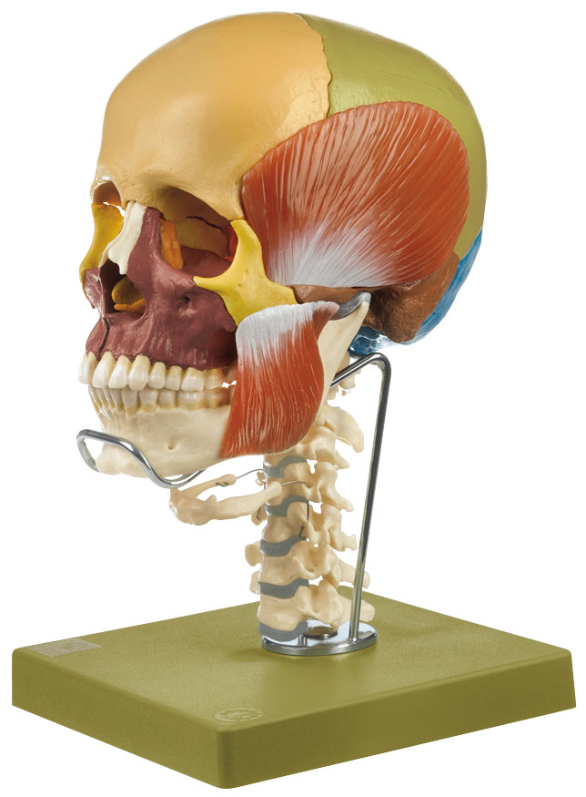 14 Part Coloured Skull + Muscles, Cervical Spine & Hyoid Bone