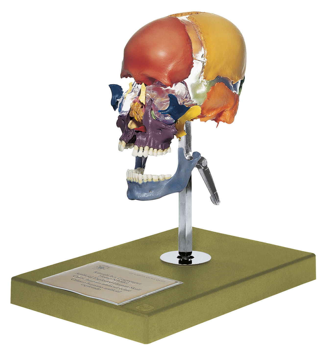 Artificial Bauchene Skull of an Adult