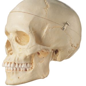 Artificial Human Skull, Female (Separates Into 3 Parts)