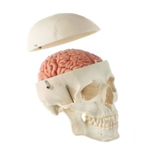 Artificial Male Human Skull With 8-part Brain