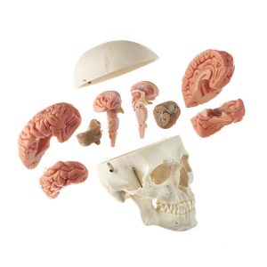 Artificial Male Human Skull With 8-part Brain
