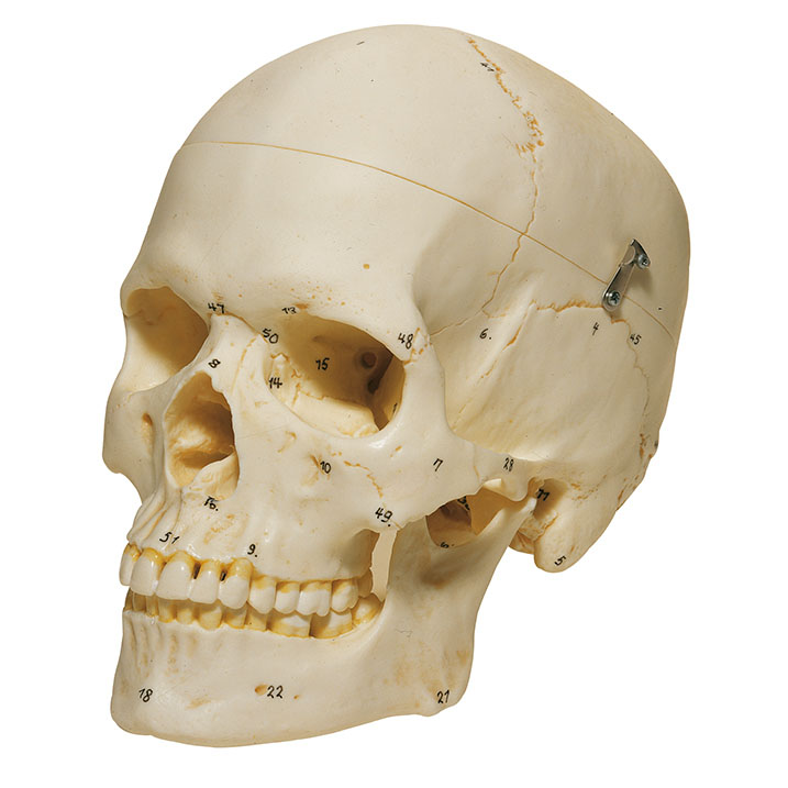 Artificial Human Skull, Female
