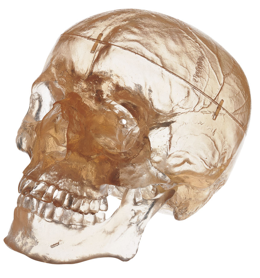 Artificial Transparent Human Skull (Separates Into 3 Parts)
