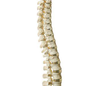 Vertebral Column (Not Flexible)