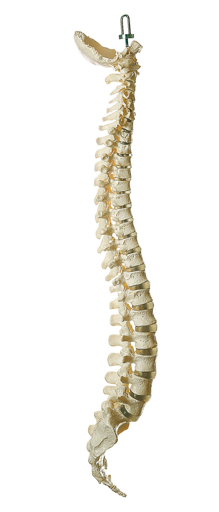 Vertebral Column (Not Flexible)