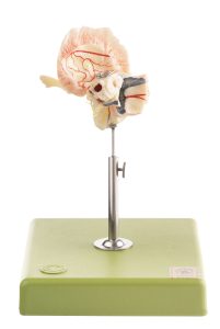 Artificial Temporal Bone