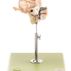 Artificial Temporal Bone