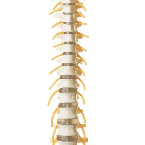 Vertebral Column With Pelvis