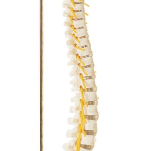 Vertebral Column With Pelvis (Flexibly Mounted on a Stand)