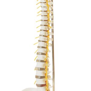 Vertebral Column With Pelvis (Flexibly Mounted on a Stand)