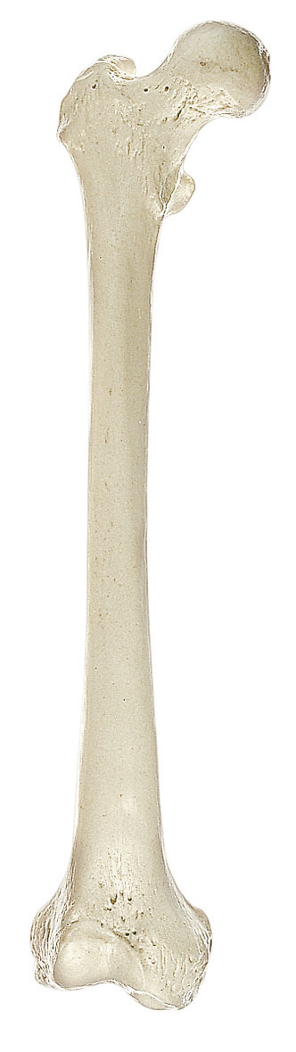 Femur