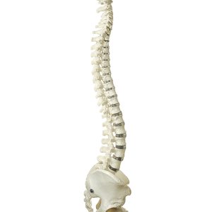 Vertebral Column With Pelvis (Not Flexible)