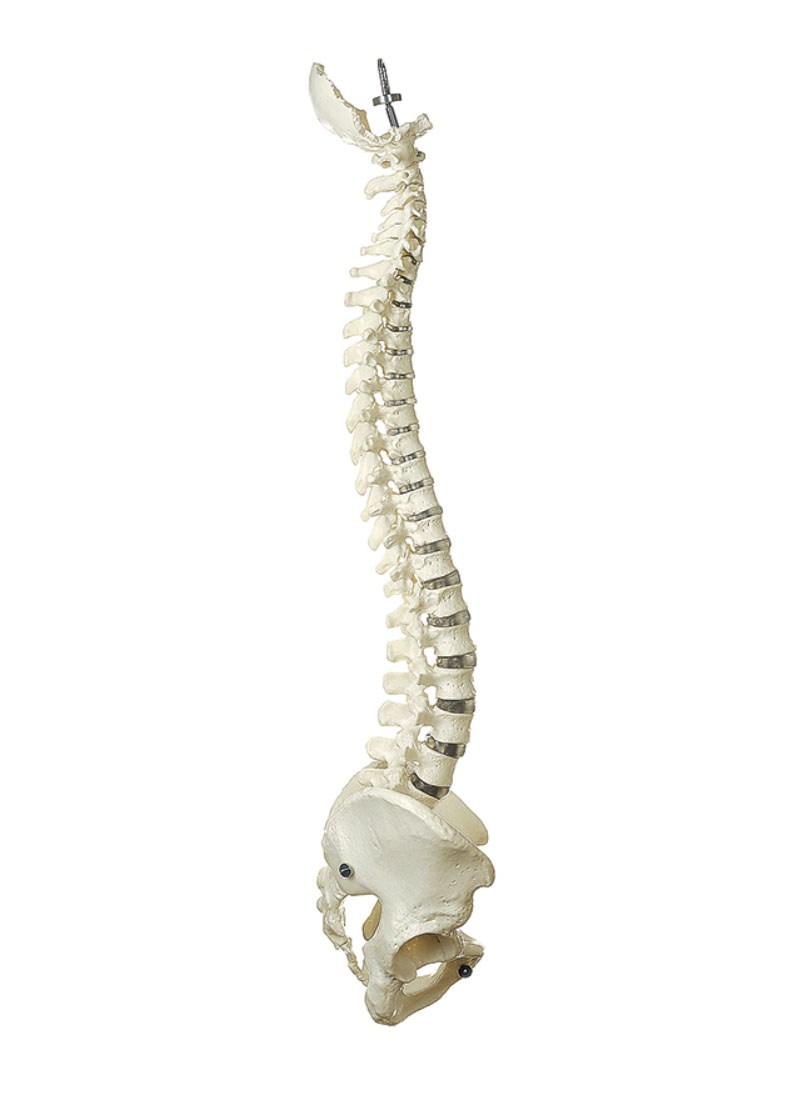 Vertebral Column With Pelvis (Not Flexible)