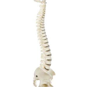 Vertebral Column With Pelvis (Flexibly Mounted)
