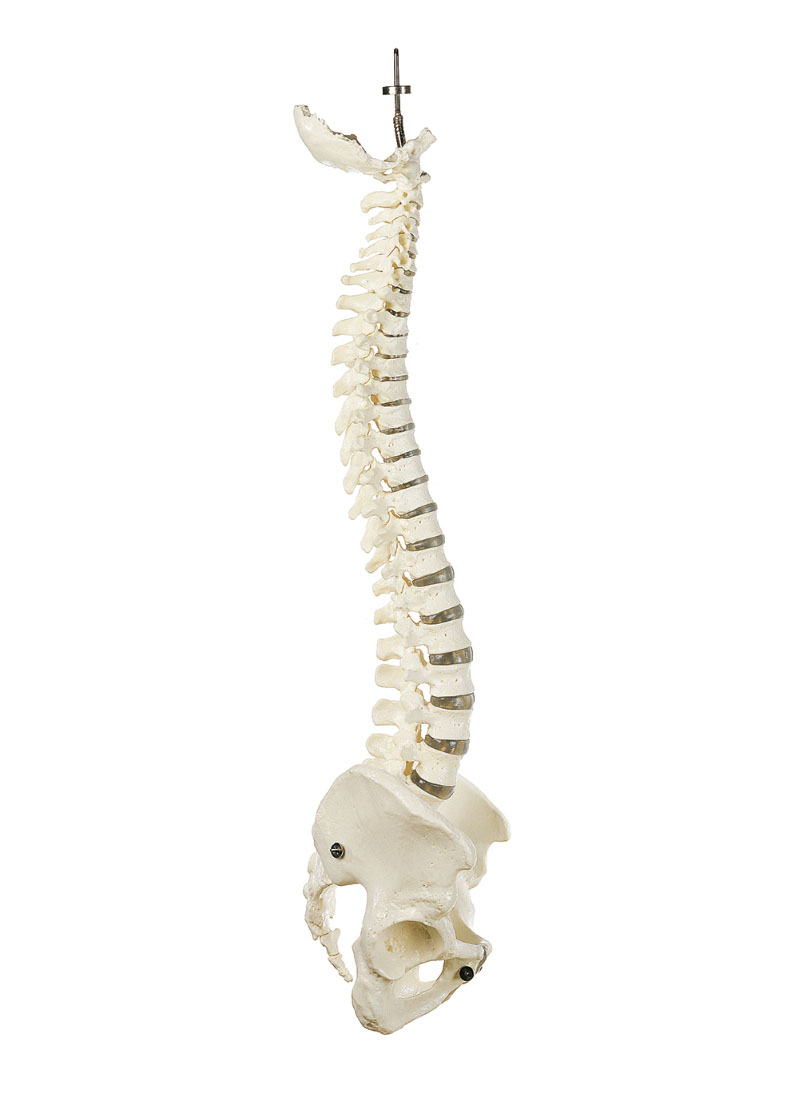 Vertebral Column With Pelvis (Flexibly Mounted)