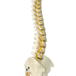 Vertebral Column With Pelvis