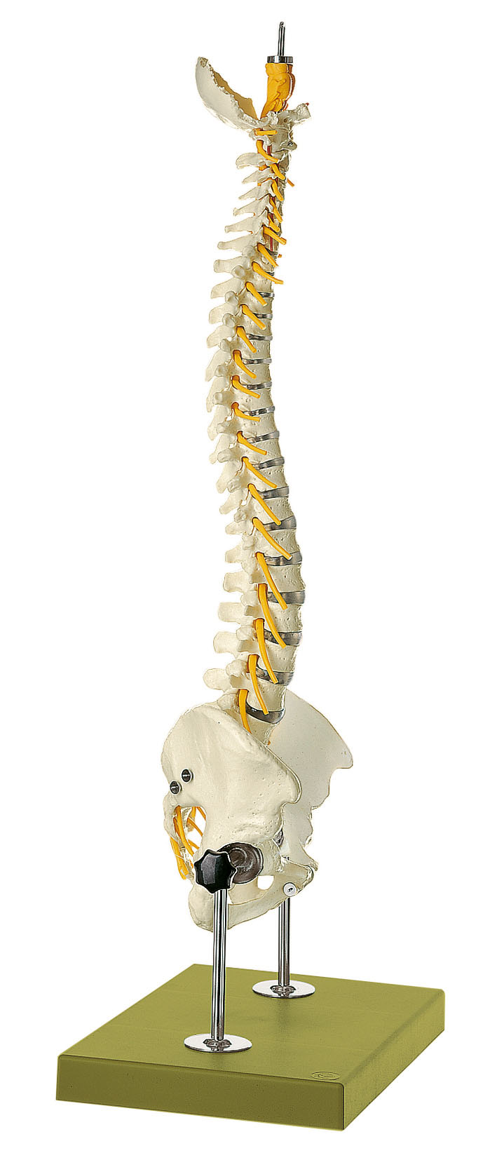 Vertebral Column With Pelvis