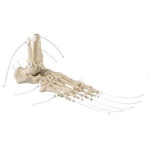 Skeleton of the Foot on Nylon