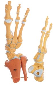 Skeleton of the Foot, Right (Rigid)