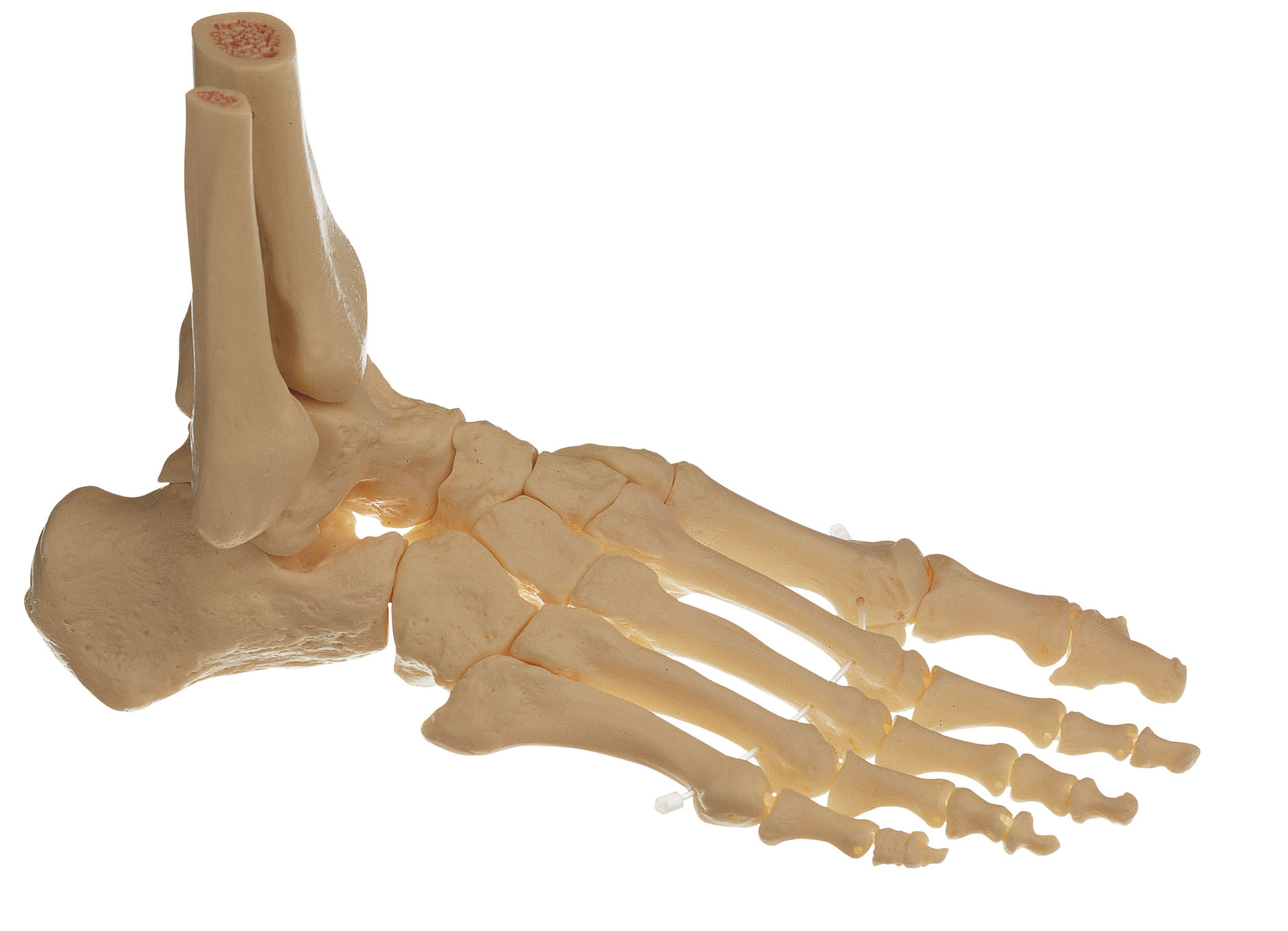 Skeleton of the Right Foot (Movable Joints)