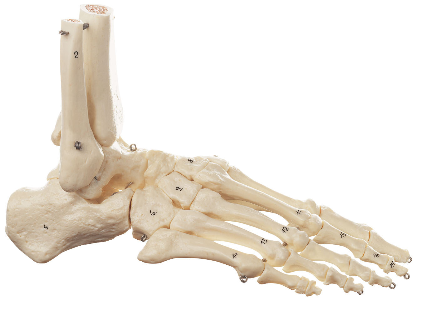 Skeleton of Foot (Flexible Mounting)