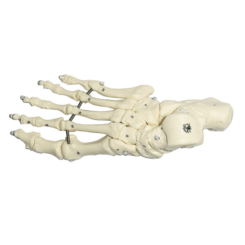 Skeleton of the Foot (Flexible Mounting)