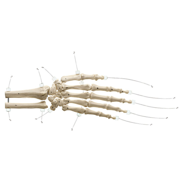 Skeleton of the Hand With Base of Forearm on Nylon