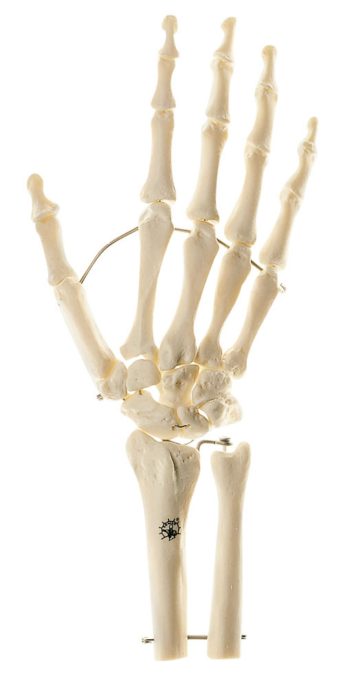 Skeleton of the Hand With Base of Forearm (Mounted on Wire)