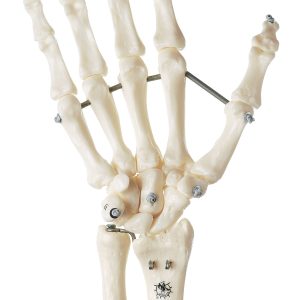 Skeleton of the Hand With Base of Forearm (Flexible Mounting)