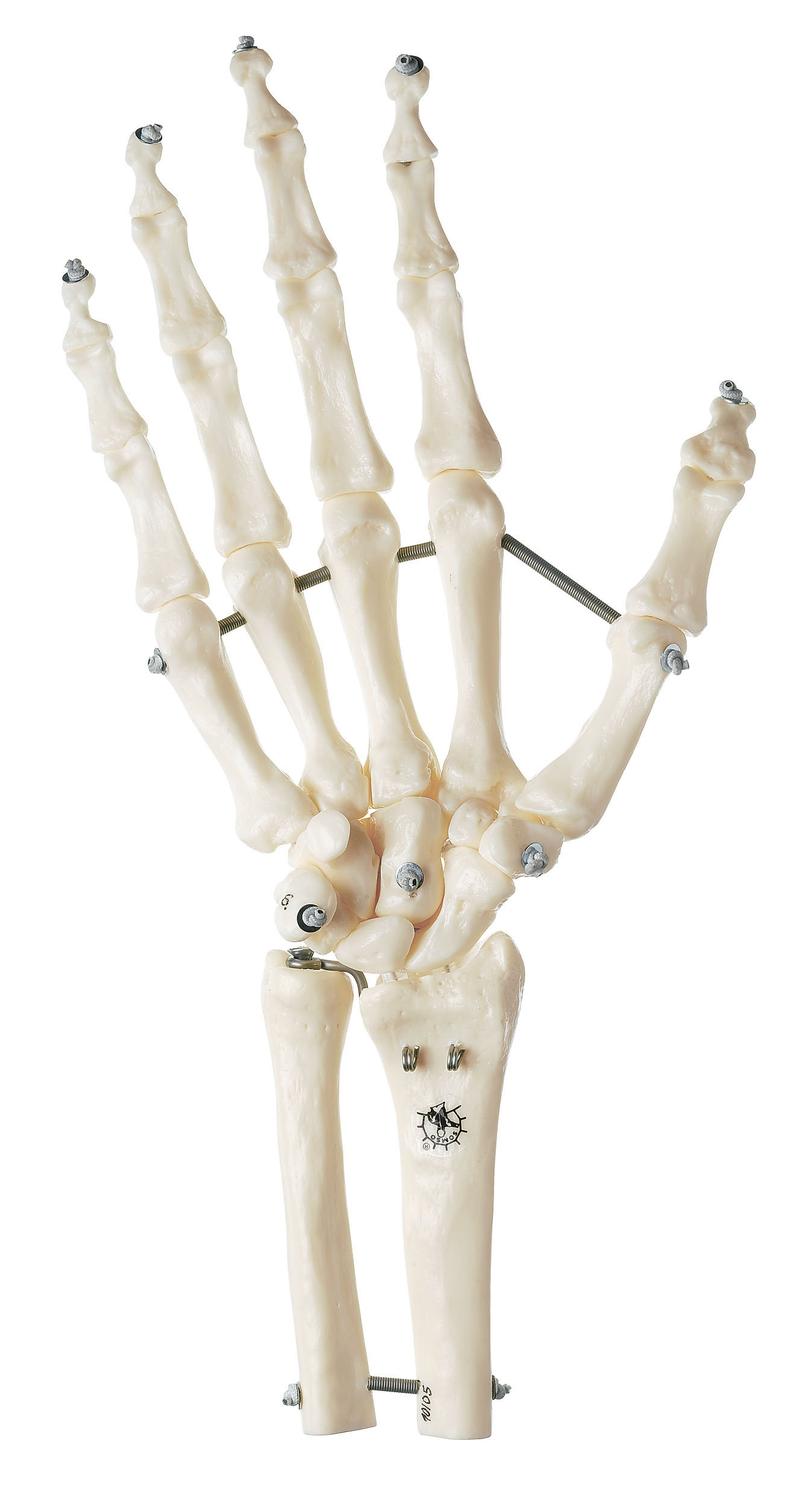 Skeleton of the Hand With Base of Forearm (Flexible Mounting)